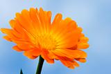 Orange daisy against blue sky