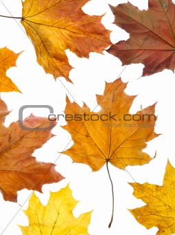 autumn leaves