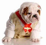 english bulldog puppy dressed up wearing shirt and tie