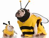 mother and daughter bulldogs dressed up like bees