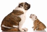 funny dog fight - bulldog puppy barking at mother