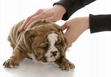 hands picking up five week old english bulldog puppy