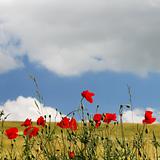 Line of red poppies