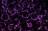 Purple Microscopic Cell Organisms