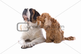 An isolated view of a large St. Bernard and a small Cocker Spaniel dog