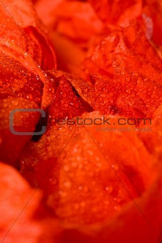 Red flower petals with water drops
