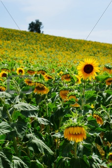 Sunflower cultivation