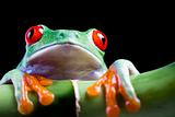 The photo of the red eyed tree frog, separated