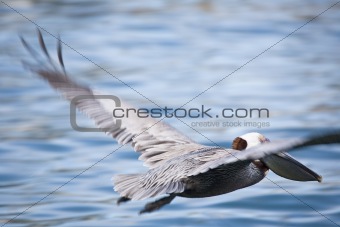 Pelican in fly