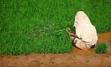 woman, planting rice