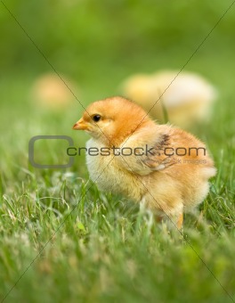 Early spring chicken
