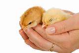 Baby chickens in woman hand