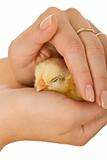 Woman hands protecting sleeping baby chicken