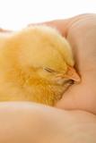 Sleeping baby chicken in woman hand