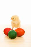 Easter baby chicken with colorful eggs