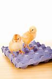 Yellow baby chickens on blue egg carton