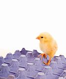 Yellow baby chicken standing on blue egg carton