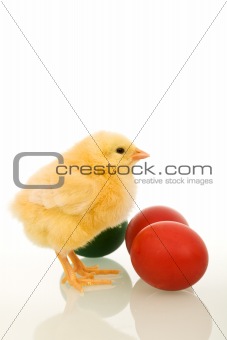 Easter baby chicken with colorful eggs