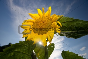 Sunflower on deep blue sky