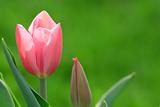 Tender pink tulip