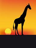 girafe and sunset