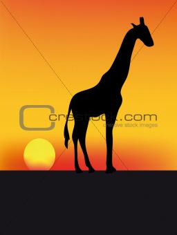 girafe and sunset
