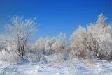 wild winter scenery with hoarfrost