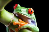 The photo of the red eyed tree frog, separated