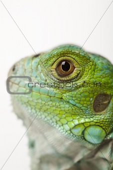 Lizard - iguana