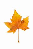 yellow  brown leaf isolated over white