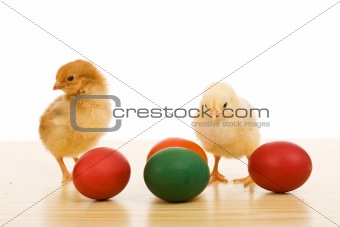 Easter chickens on the table with dyed eggs