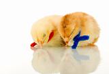 Sleeping baby chickens - isolated with reflection