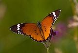 Orange and brown butterfly