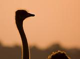 Ostrich silhouette