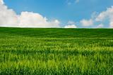 Bright green wheat field