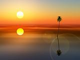 coconut tree sunset sea