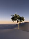 Tree on Sand Dunes