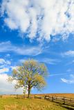 lonely autumn tree on sky background.