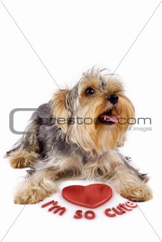 yorkshire terrier with a 3d heart
