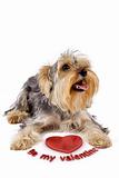 picture of a yorkshire terrier with a 3d heart