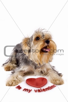 picture of a yorkshire terrier with a 3d heart