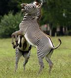 Fighting Zebra