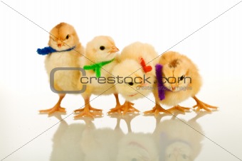 The party chicks - isolated with reflection