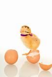 Little fluffy chicken with purple scarf and egg shell