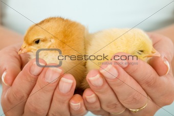 Sleepy baby chickens in woman hands