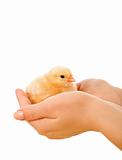 Little fluffy chicken held in woman hands