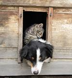 cat and dog at home