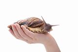 snail in the hand