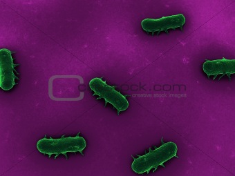 salmonelle bacteria