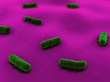 salmonelle bacteria